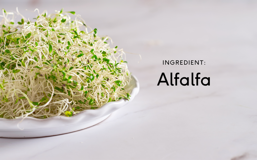 Alfalfa () Alfalfa